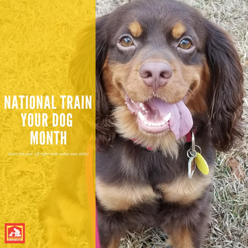 Do you celebrate National Train Your Dog Month? Dog Training In Your