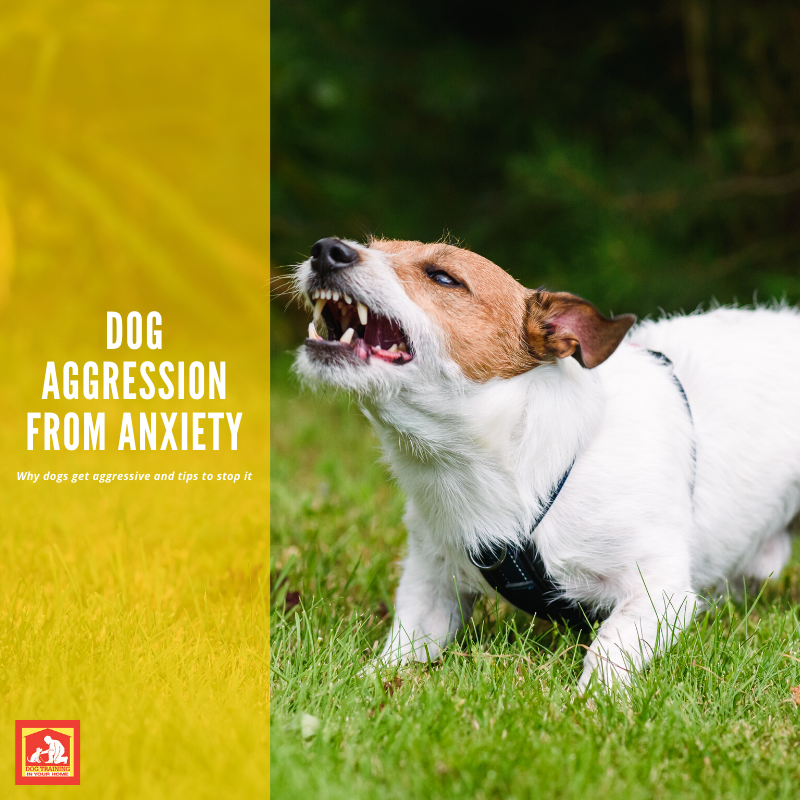 anxiety aggression in dogs