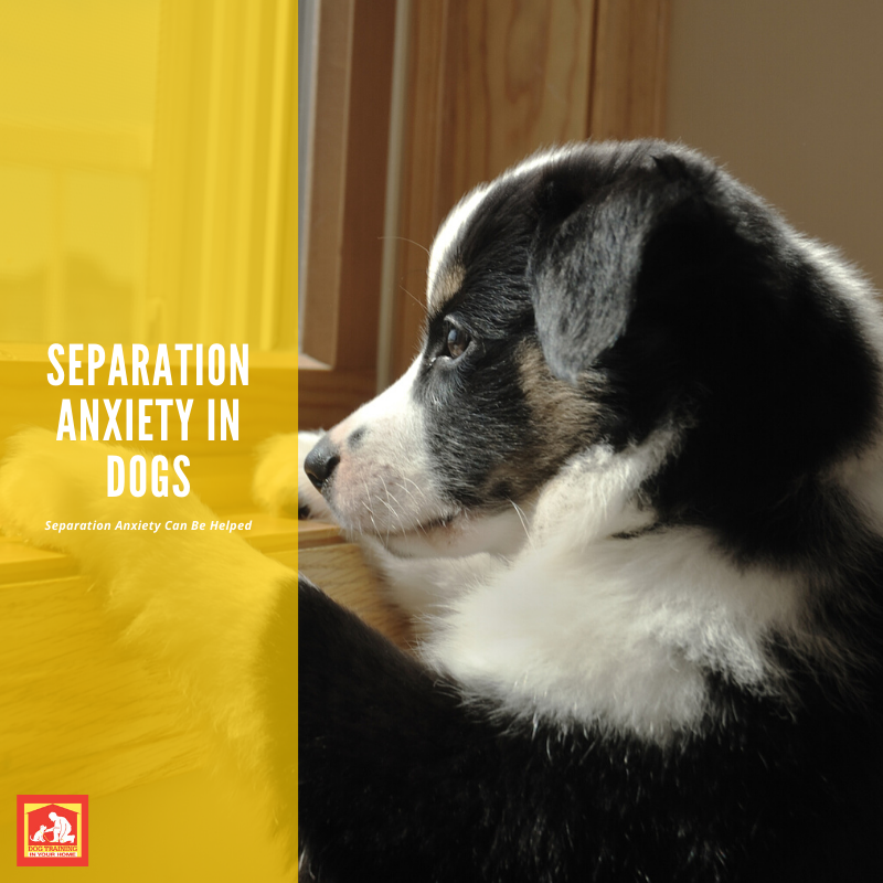 Separation Anxiety In Dogs Dog Training In Your Home Photo Inspiration