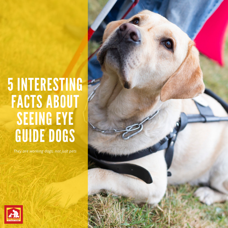 why are labradors seeing eye dogs