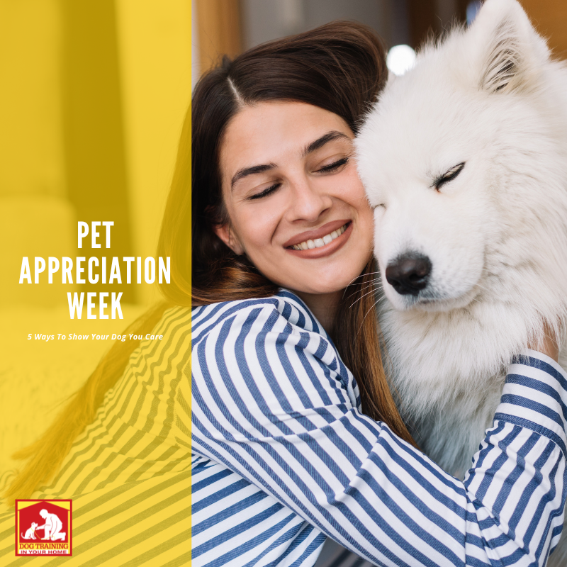 Pet Appreciation Week Ways to