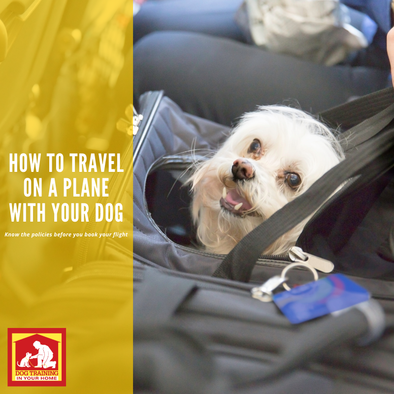 traveling-with-your-dog-on-a-plane-dog-training-in-your-home-mb